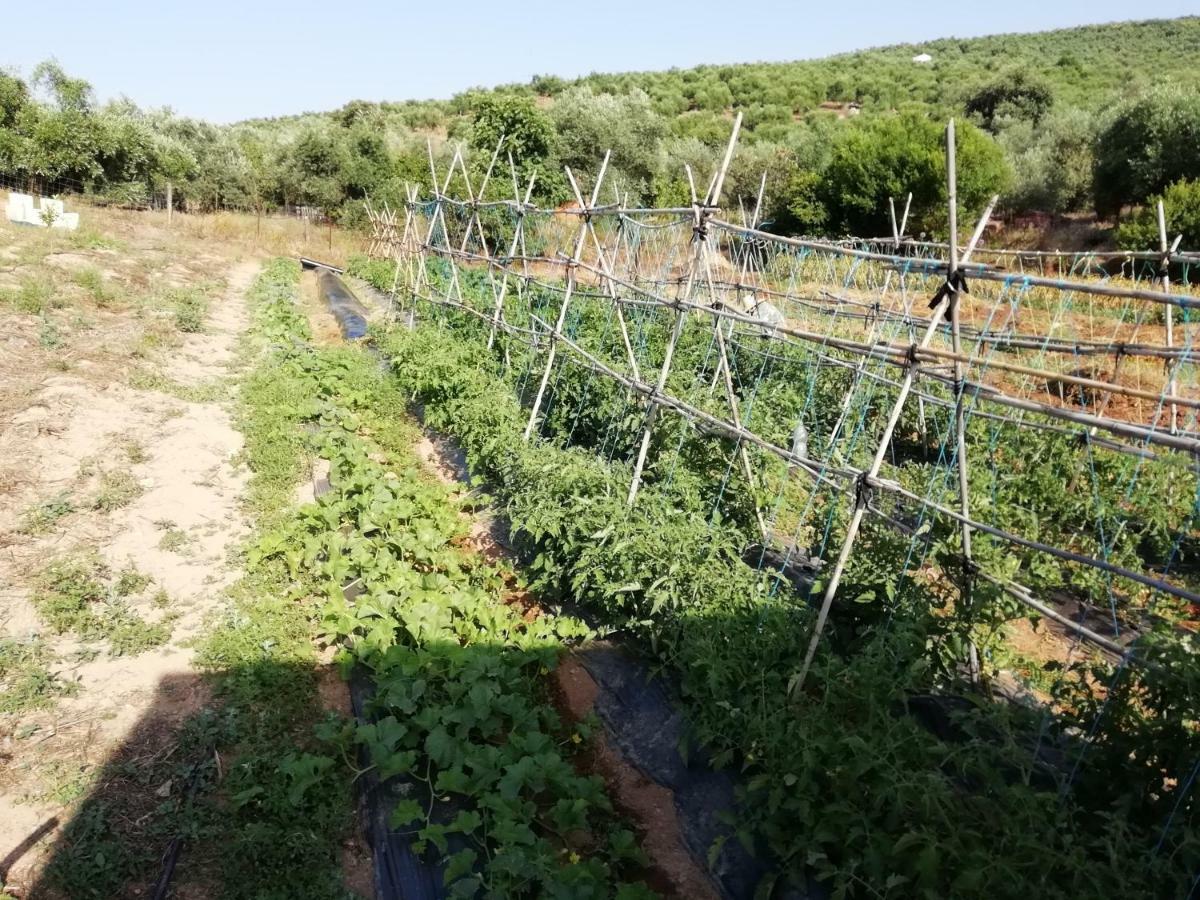 Alojamiento Rural La Perdiz لا بويبلا دي لوس إينفانتيس المظهر الخارجي الصورة